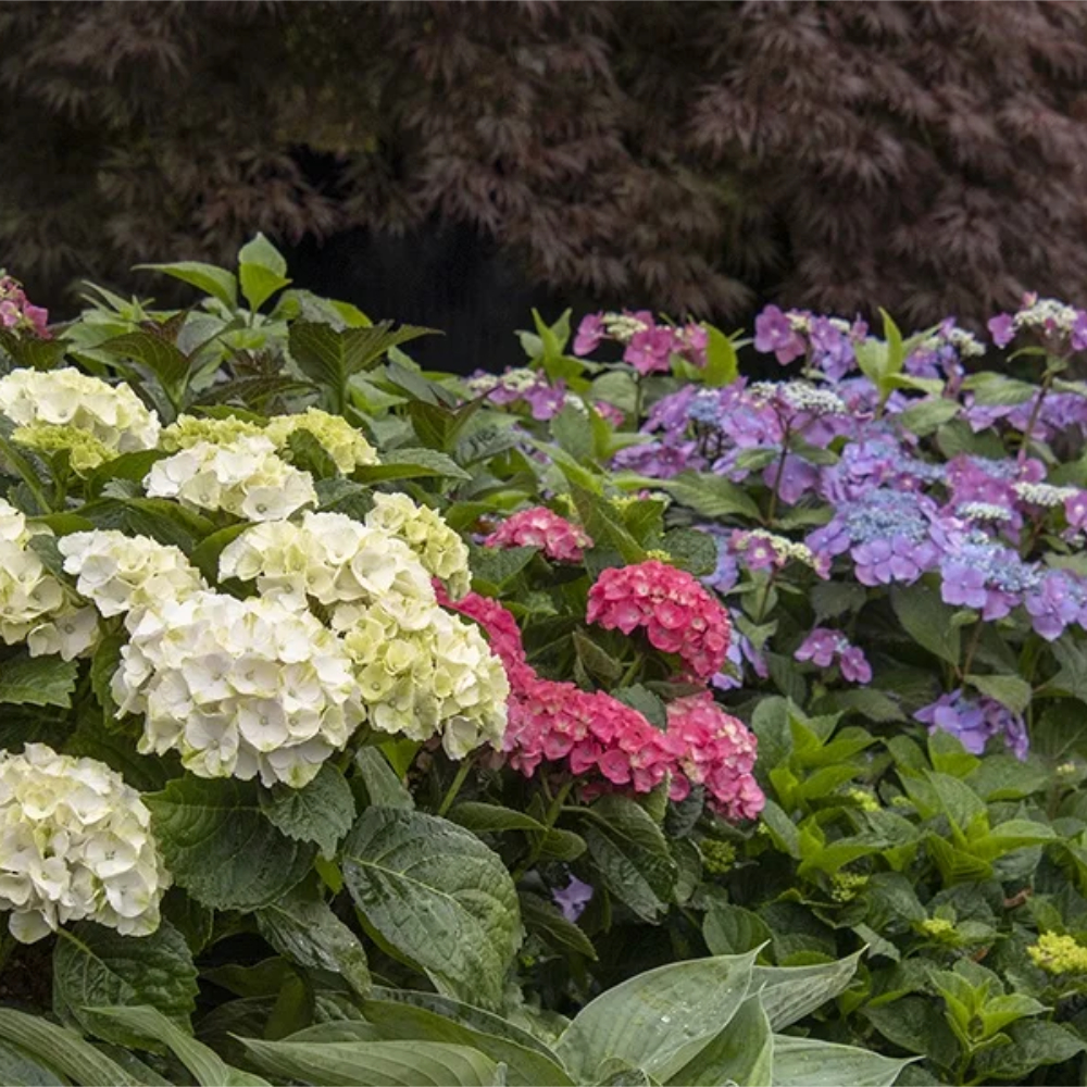 Hydrangea SSD Cape Lookout