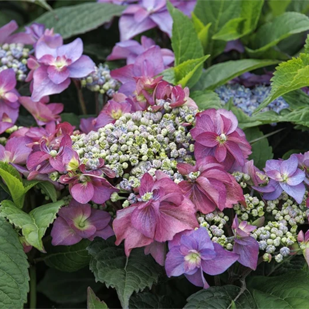 Hydrangea SSD Cape May