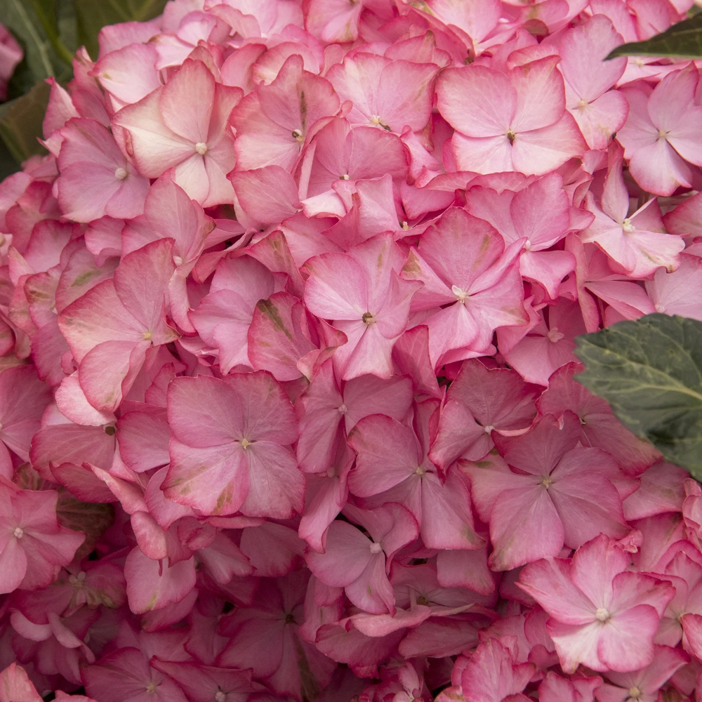 Hydrangea SSD Hamptons