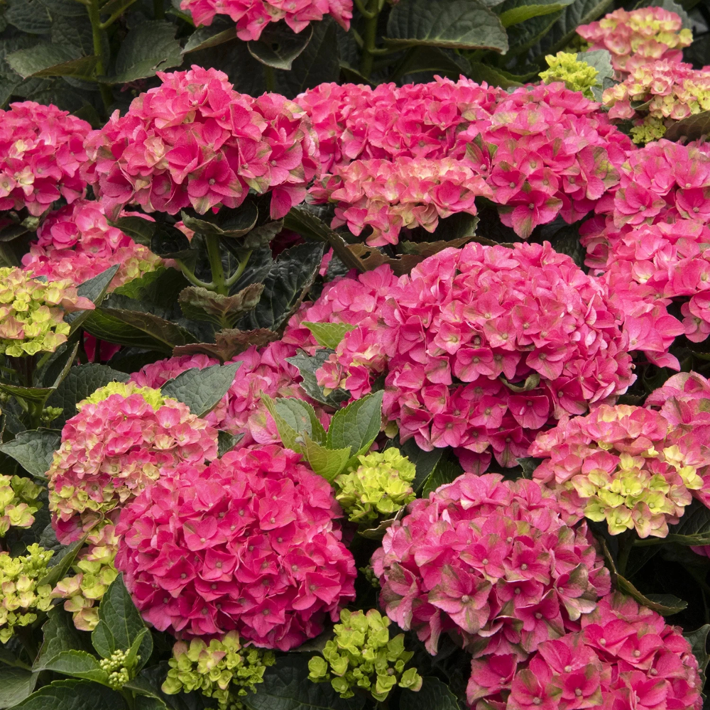 Hydrangea SSD Martha's Vineyard