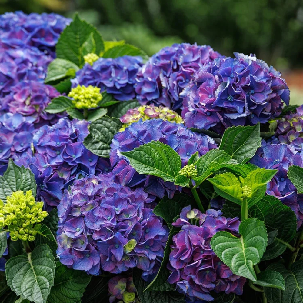 Hydrangea SSD Newport