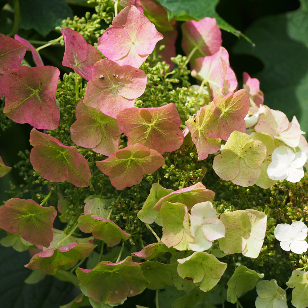 Hydrangea Sikes Dwarf Oak
