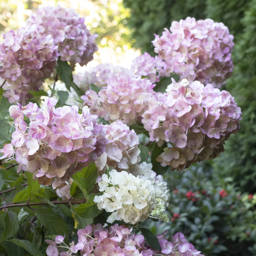 Hydrangea Strawberry Shake