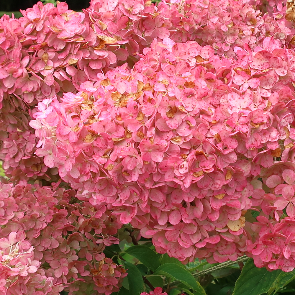 Hydrangea Vanilla Strawberry