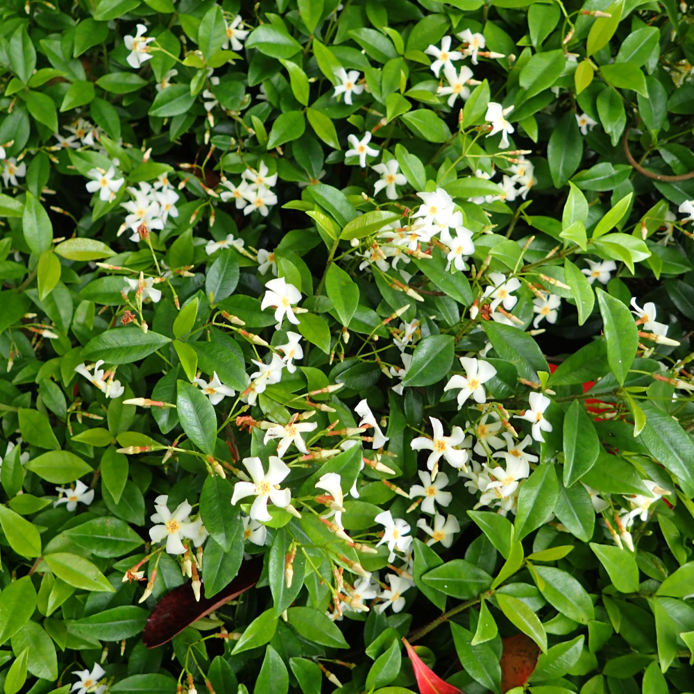 Jasmine Asiaticum