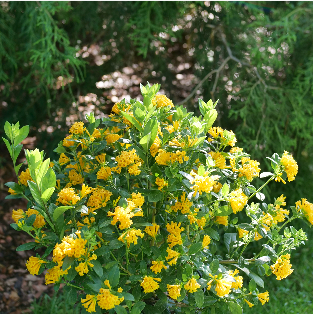 Jasmine Juiced Orange