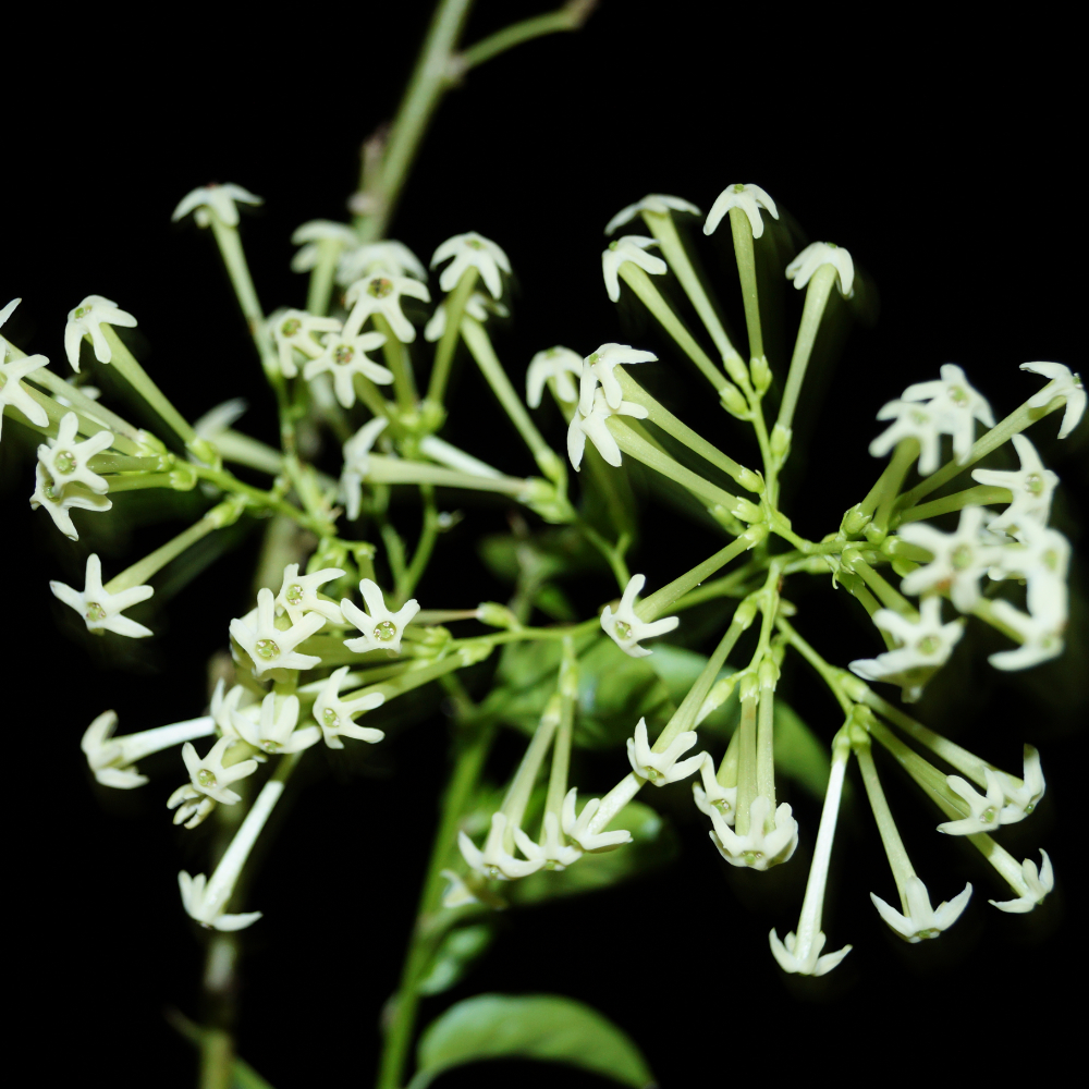 Jasmine Night Blooming