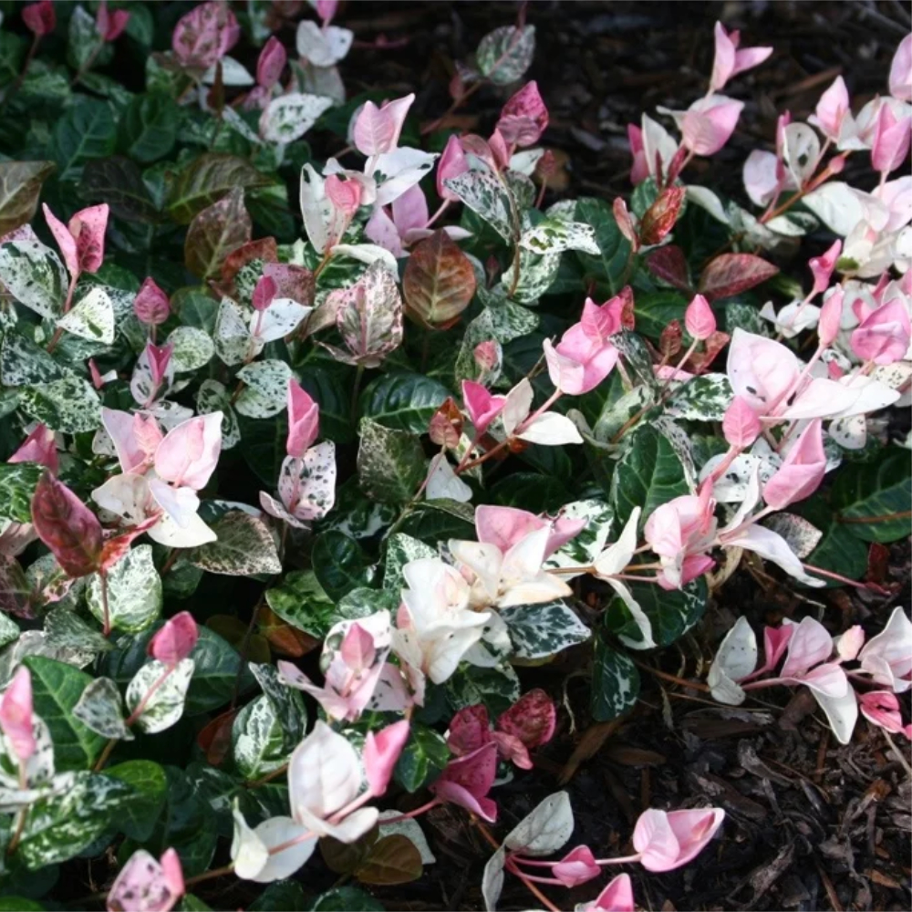 Jasmine Snow n Summer