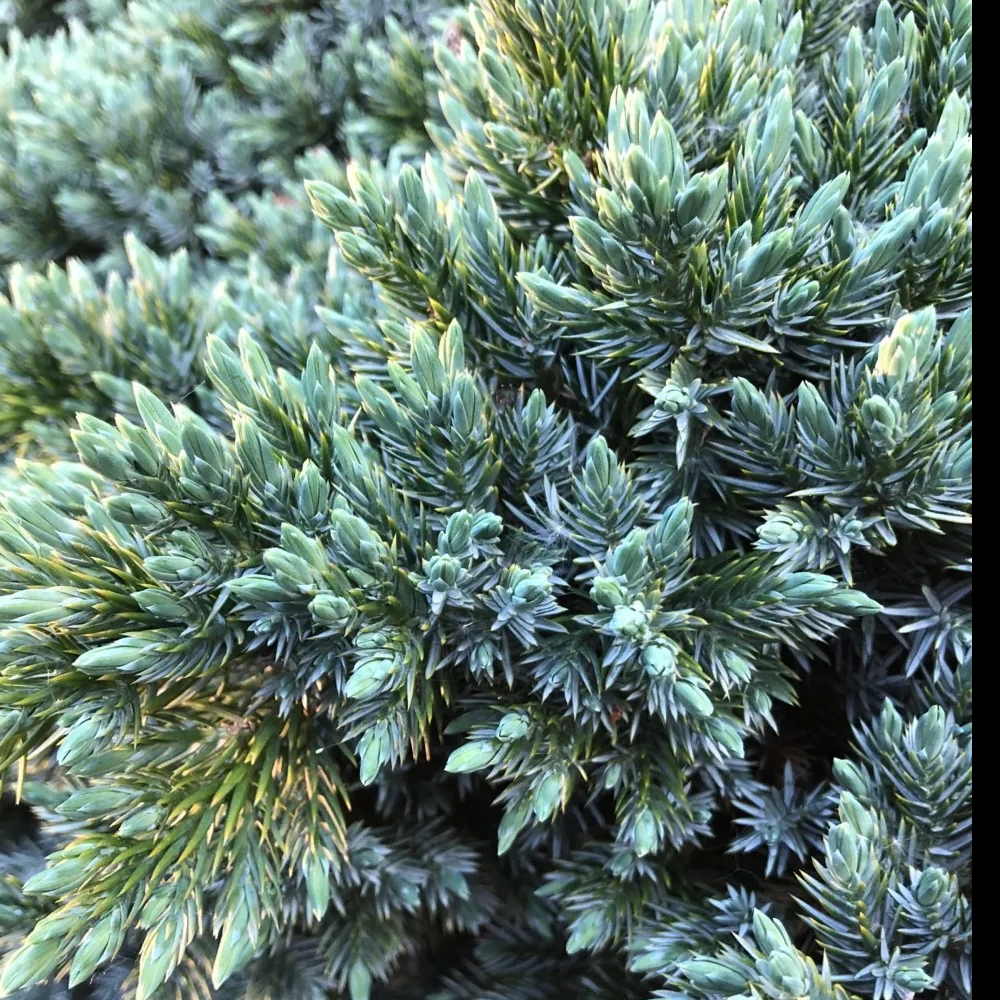 Juniper Angelica Blue