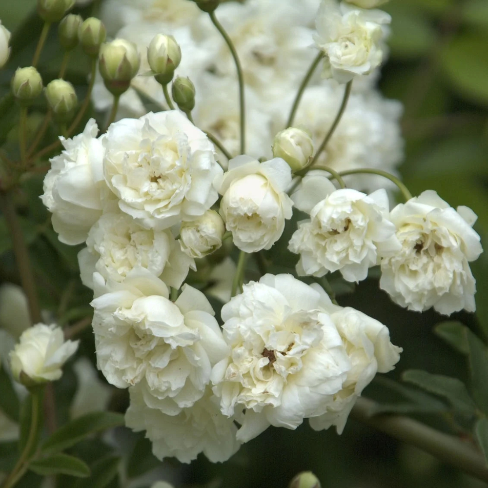 Lady Bankshire Rose White