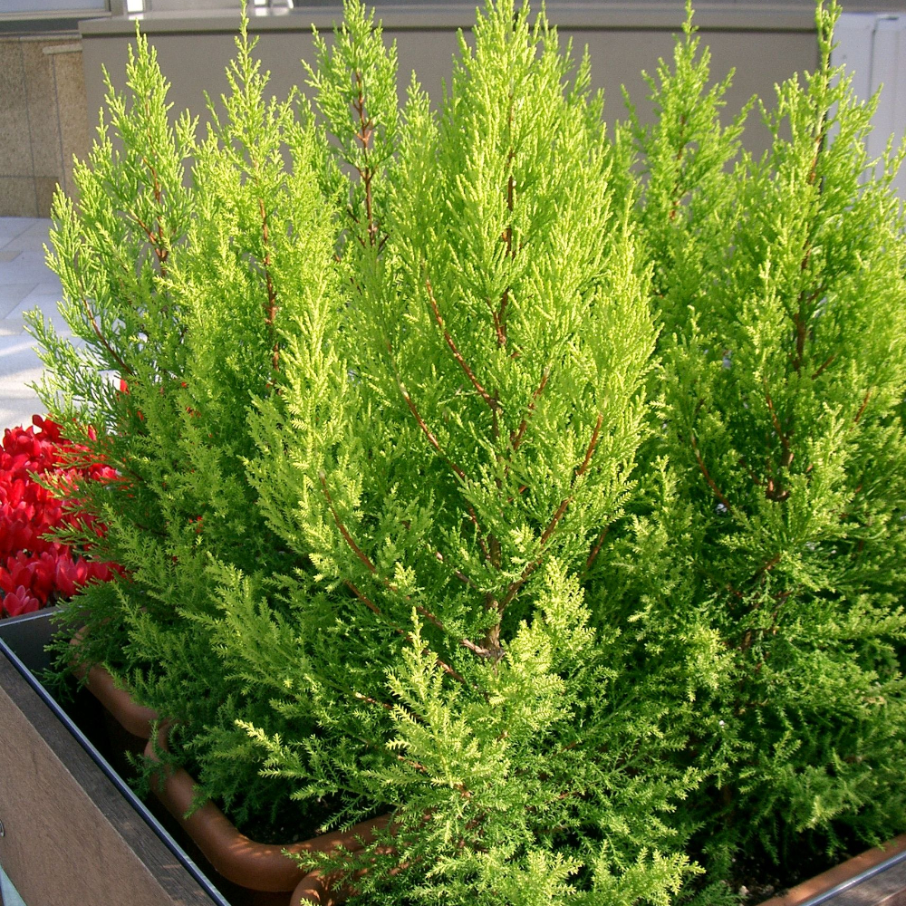 Lemon Cypress