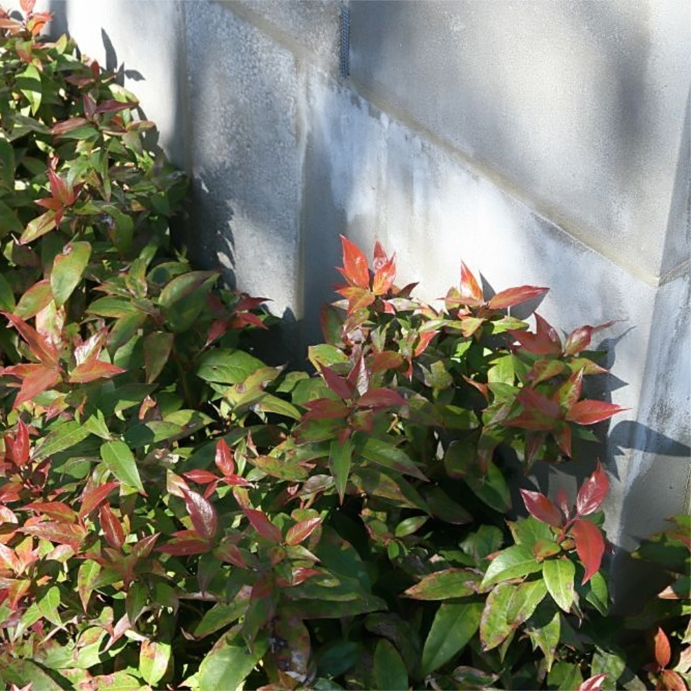 Leucothoe Coastal