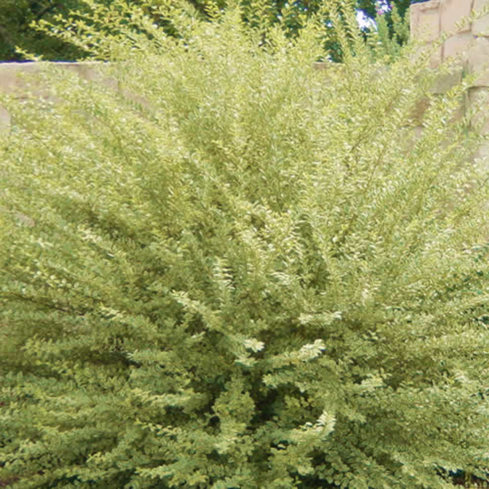 Ligustrum Privet Swift Creek