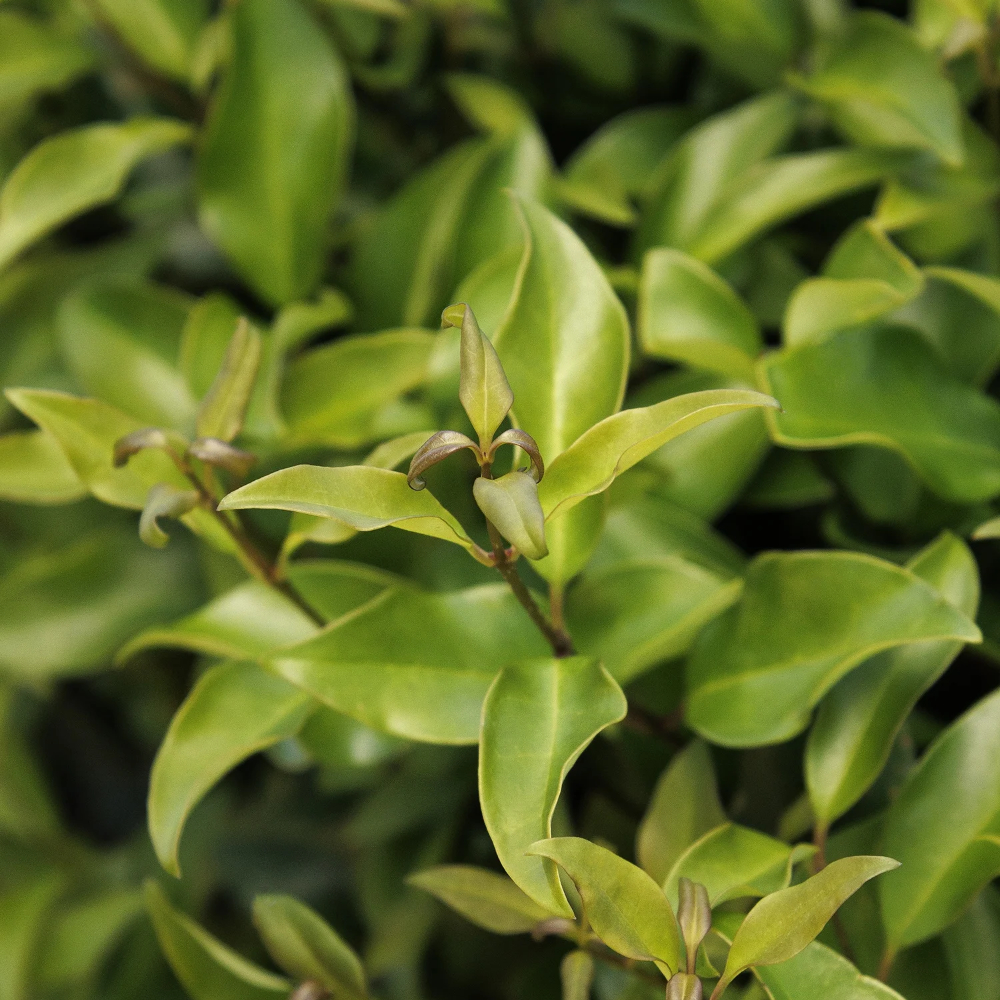 Ligustrum Curled Leaf