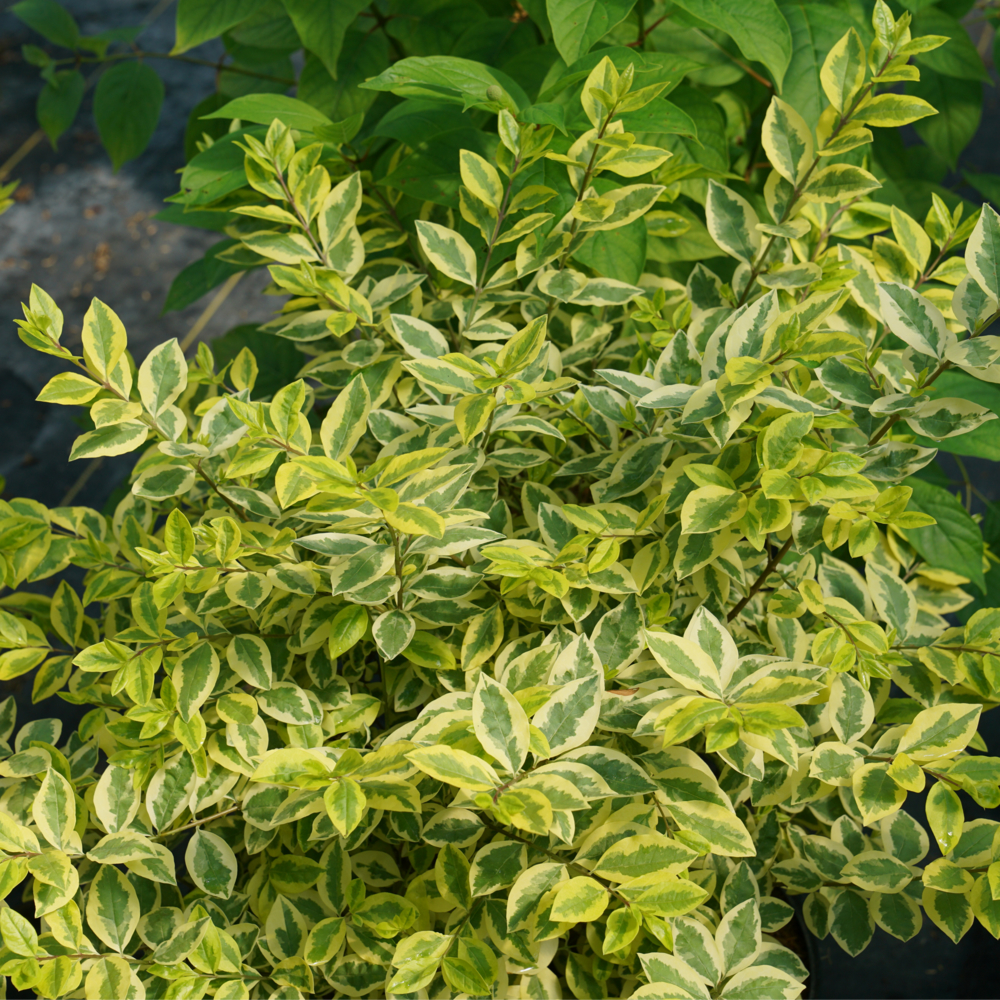 Ligustrum Variegated Privet