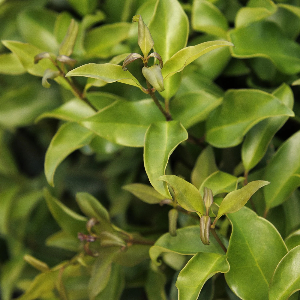 Ligustrum Wavy Leaf