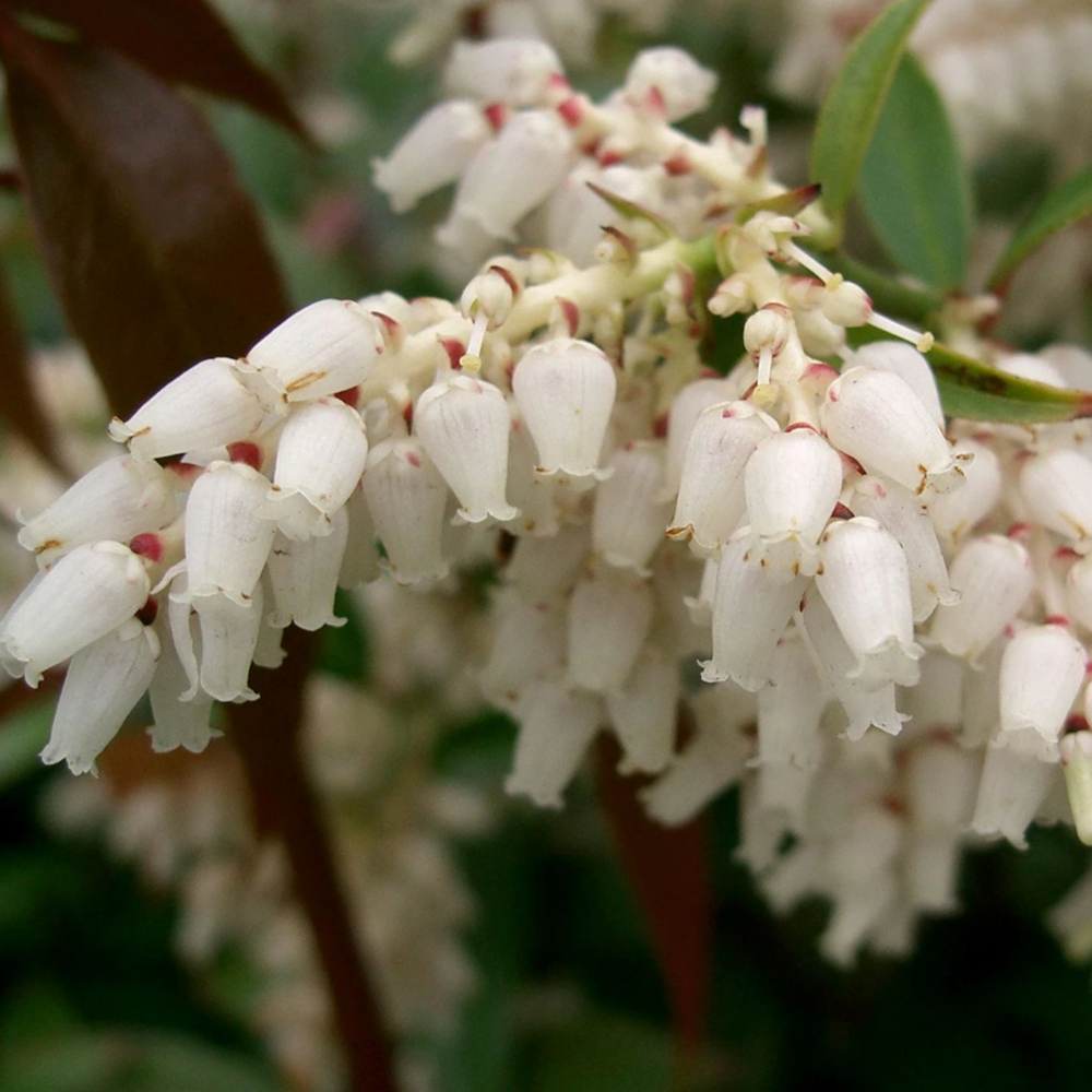 Margie Jenkins Leucothoe
