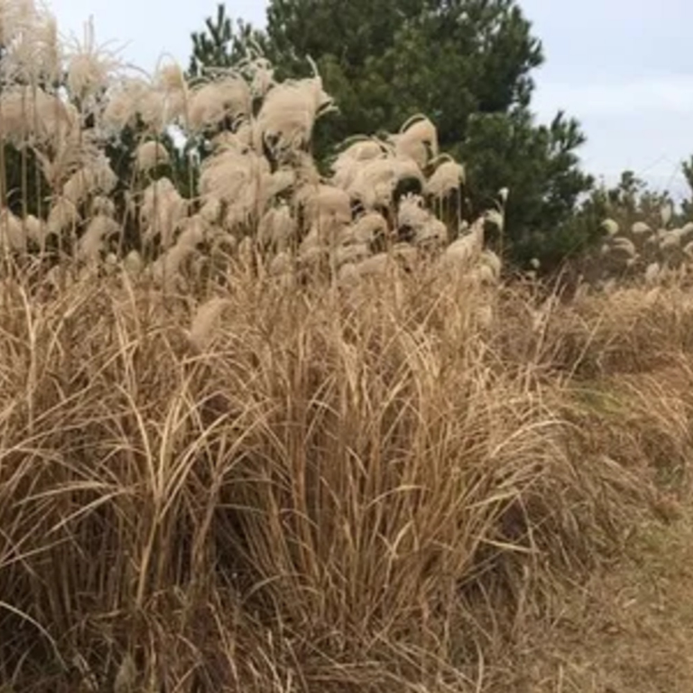 Miscanthus Oktoberfest
