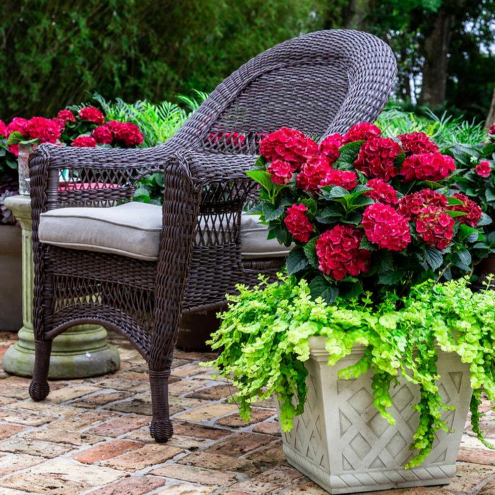 Hydrangea Heart Throb