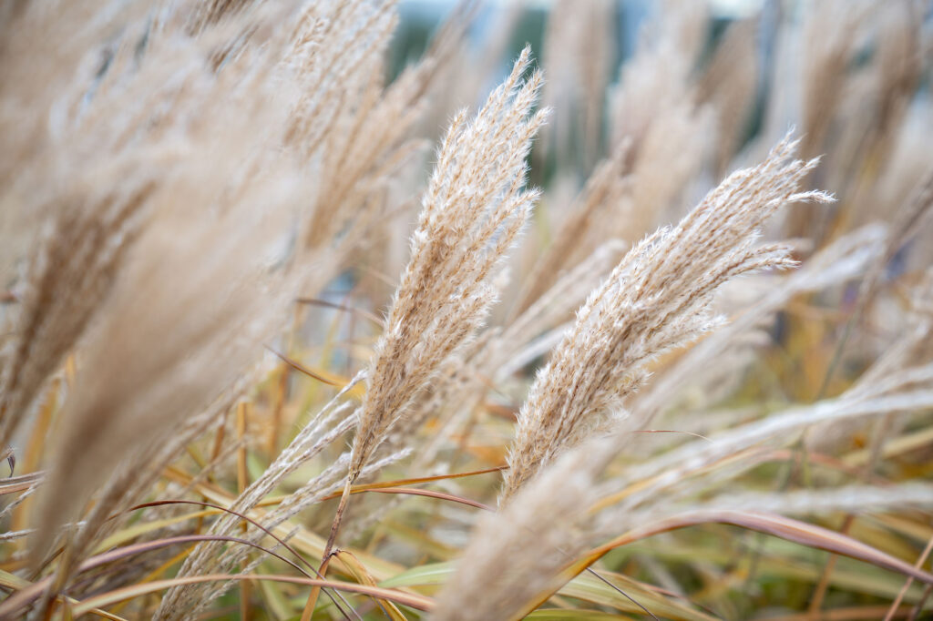 Plants Dry Pampas Grass Plant