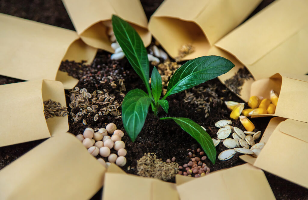 Seeds In Bags On The Soil. Selective Focus.
