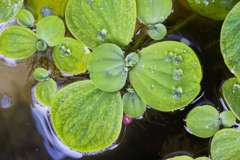 Close Up Plant And Water Droplet Abstract In The Cameron Highlands, Malaysia, Southeast Asia