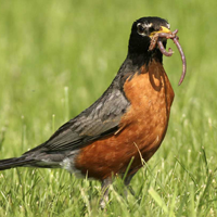 American Robin