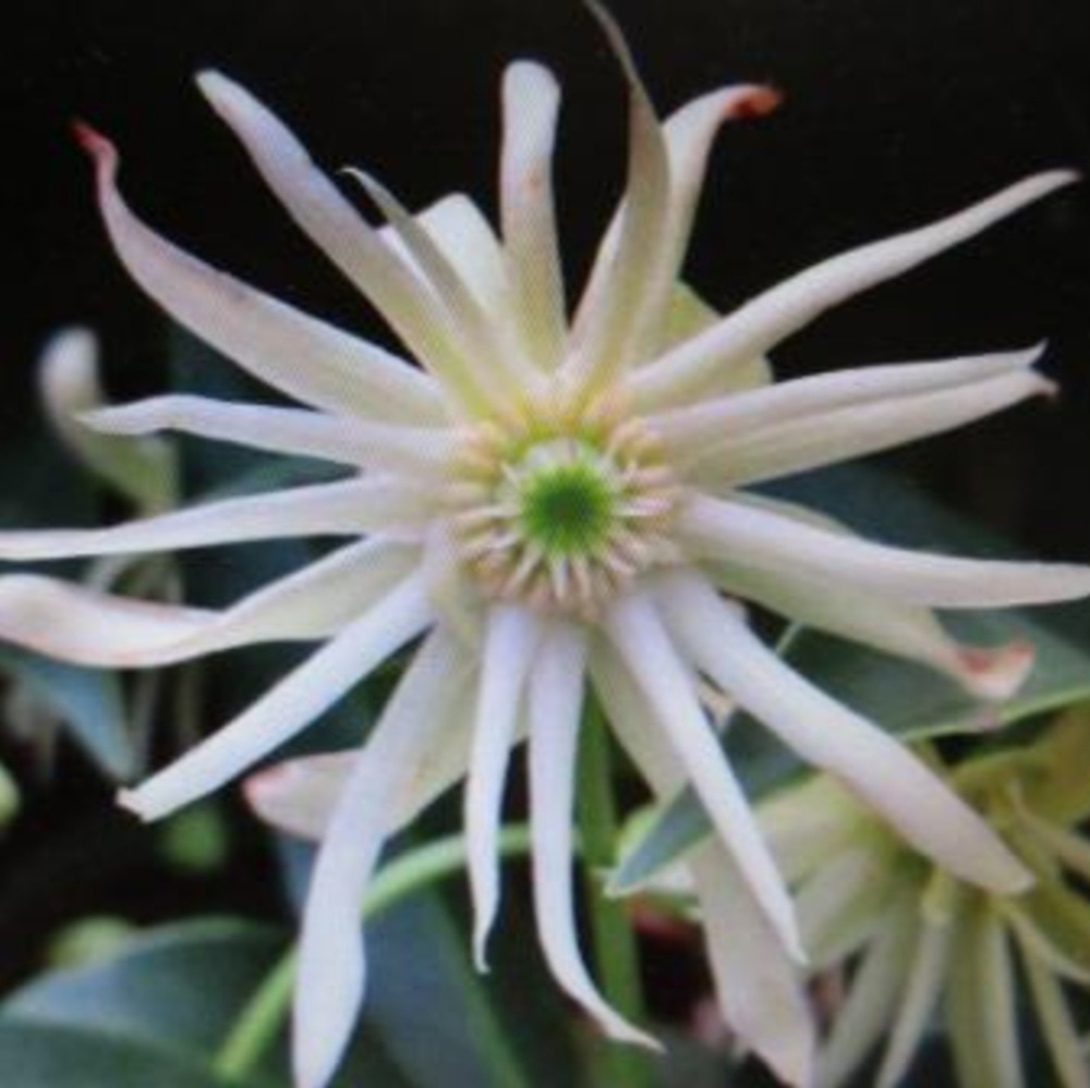 Anise Orion