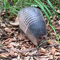 Armadillo