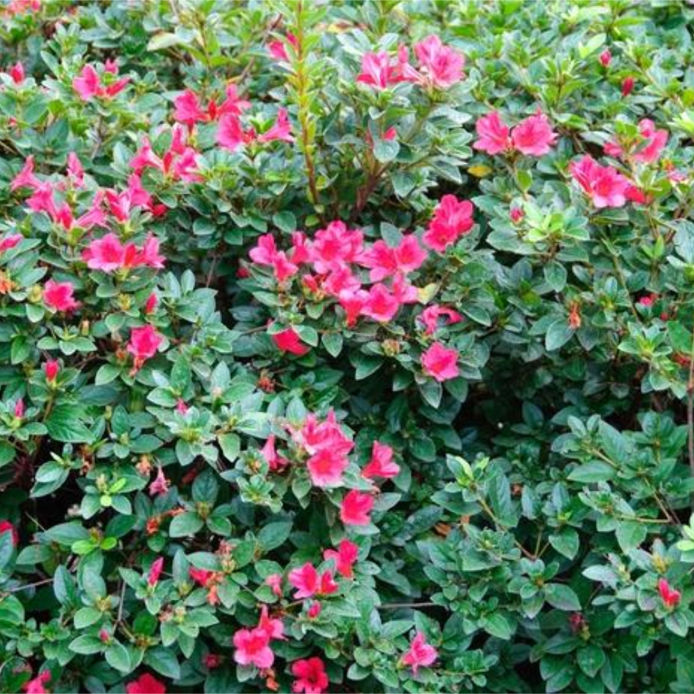 Azalea Encore Autumn Ruby