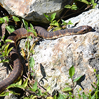 Banded Water Snake