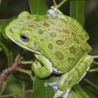 Barking Treefrog