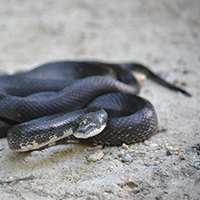 Black Rat Snake