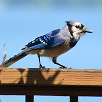 Blue Jay
