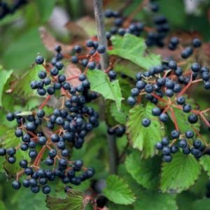 Blue Muffin Arrowwood Viburnum 300x300