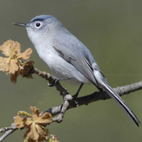 Blue Gray Gnatcatcher