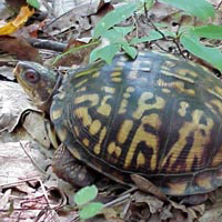 Box Turtle