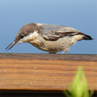 Brown Headed Nuthatch