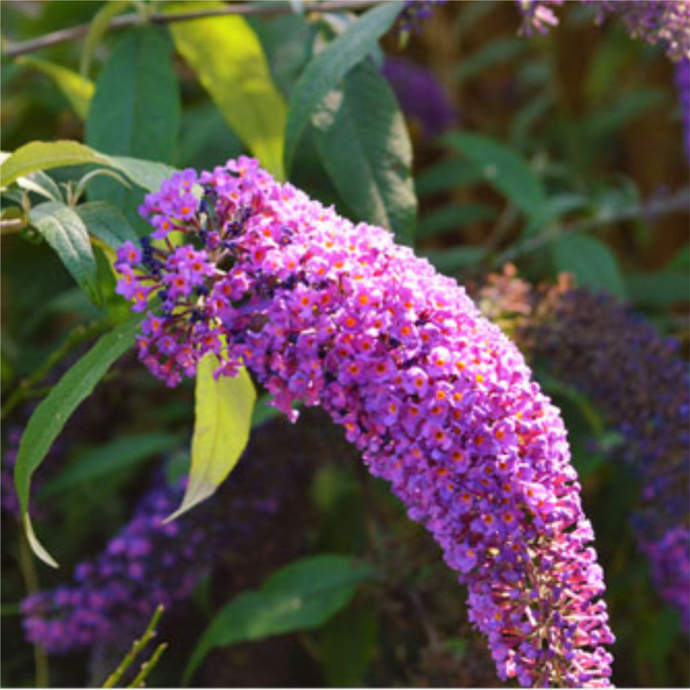 Butterfly Bush 'Buzz Magenta Improved'