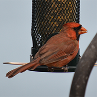 Cardinal
