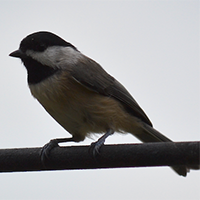Carolina Chickadee