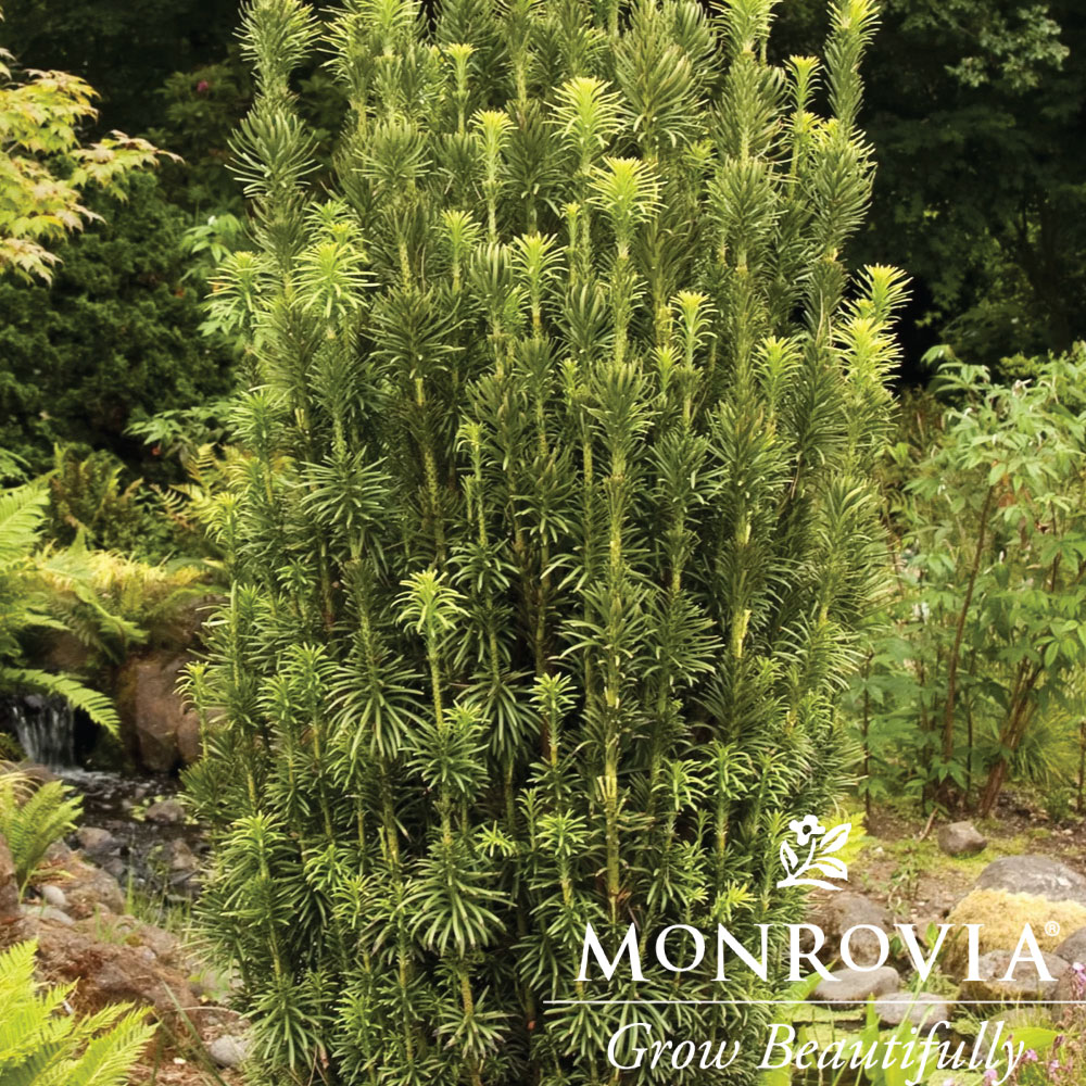Yew Cephalotaxus Fastigiata
