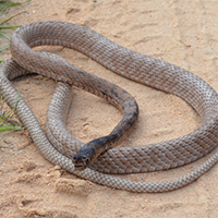 Coachwhip