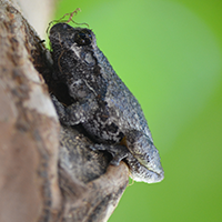 Copes Gray Treefrog