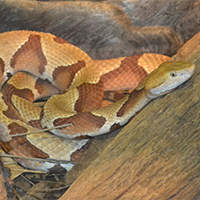 Copperhead