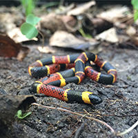 Coral Snake