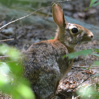 Cottontail