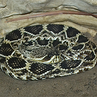 Diamondback Rattlesnake