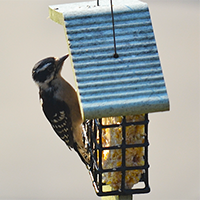 Downy Woodpecker