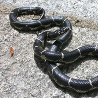 Easternkingsnake